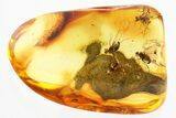 Detailed Fossil Flies (Dolichopodidae) In Baltic Amber #325486-1